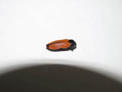 Castiarina parallelipennis