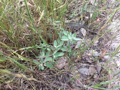 Acmispon americanus americanus
