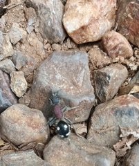 Dolichomutilla sycorax