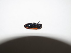 Castiarina parallelipennis