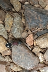 Dolichomutilla sycorax