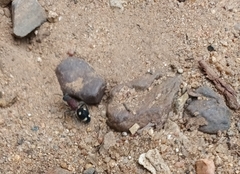 Dolichomutilla sycorax