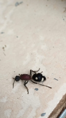 Dolichomutilla sycorax