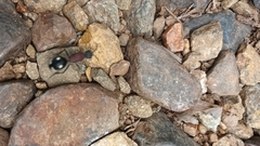 Dolichomutilla sycorax