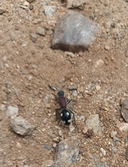 Dolichomutilla sycorax