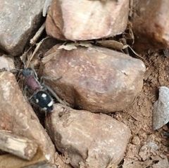 Dolichomutilla sycorax