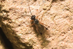 Brachistinae