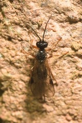 Brachistinae
