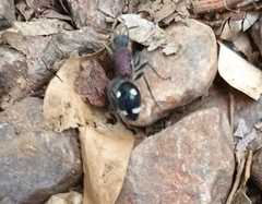 Dolichomutilla sycorax