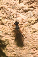 Brachistinae