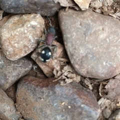 Dolichomutilla sycorax