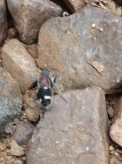 Dolichomutilla sycorax