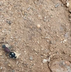 Dolichomutilla sycorax