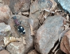 Dolichomutilla sycorax