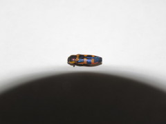 Castiarina pallidiventris