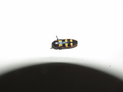 Castiarina pallidiventris