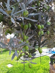 Olea europaea