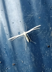 Pterophorus innotatalis