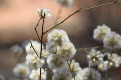Ptilotus divaricatus
