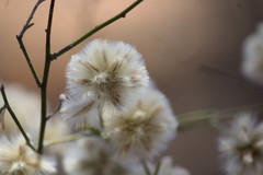 Ptilotus divaricatus