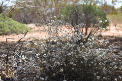 Ptilotus divaricatus