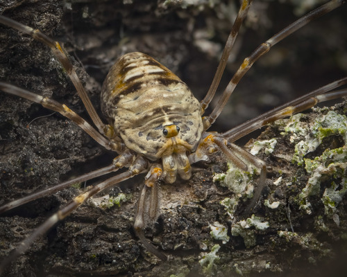 Fork-palped Harvestman