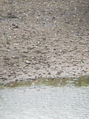 Numenius phaeopus phaeopus