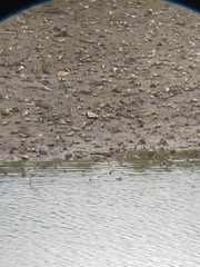 Numenius phaeopus phaeopus