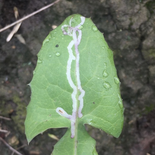 Chrysanthemum Leafminer photo 3