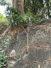 Aquilaria sinensis