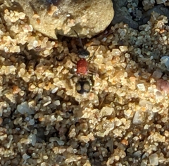 Eotrogaspidia auroguttata