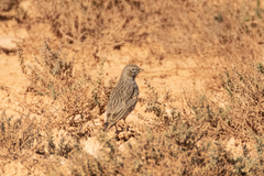 Alaudala rufescens apetzii