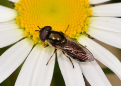 Eocheilosia lignudus