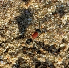 Eotrogaspidia auroguttata