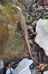 Trachylepis comorensis