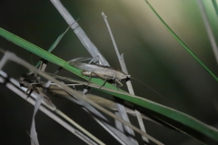 Euconocephalus pallidus