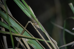Euconocephalus pallidus