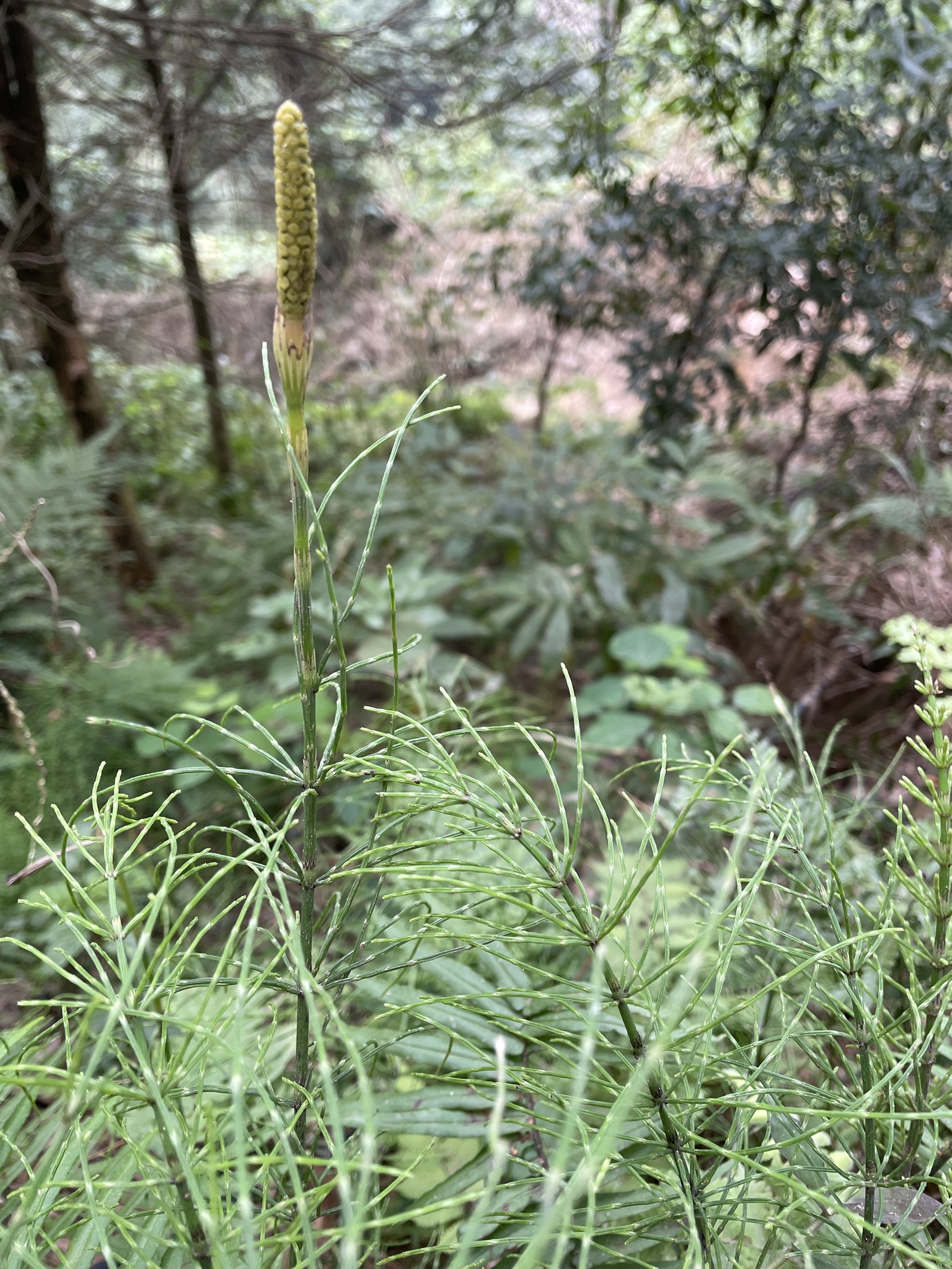 Equisetum diffusum