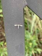 Pterophorus niveodactyla