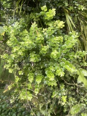 Metrosideros perforata