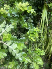 Metrosideros perforata