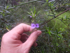 Prostanthera scutellarioides