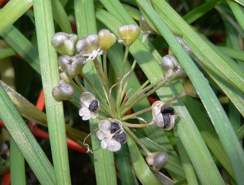 Allium tuberosum
