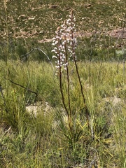 Eulophia barbata