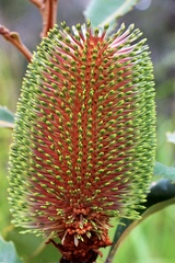 Banksia robur