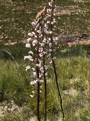 Eulophia barbata