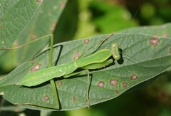Polyspilota comorana