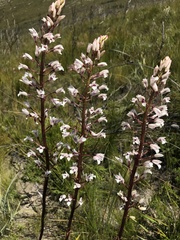 Eulophia barbata