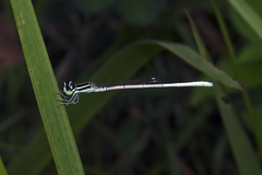 Agriocnemis lacteola
