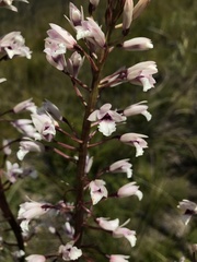 Eulophia barbata